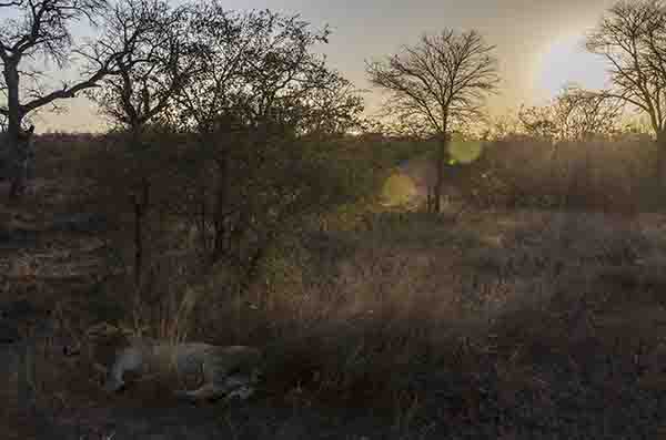 León - parque nacional Kruger - Sudáfrica 1.jpg
